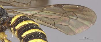 Media type: image;   Entomology 13782 Aspect: Wing front